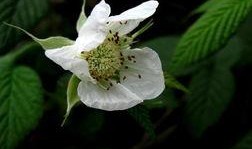 厦门野草莓爆料视频最新,探寻春日美味之旅